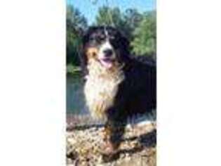 Bernese Mountain Dog Puppy for sale in Lone Oak, TX, USA