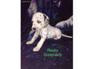 Dalmatian Puppy for sale in West Alexander, PA, USA