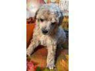 Mutt Puppy for sale in Lake Charles, LA, USA