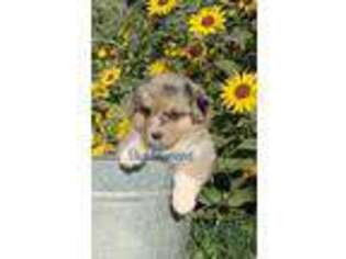 Pembroke Welsh Corgi Puppy for sale in Belen, NM, USA