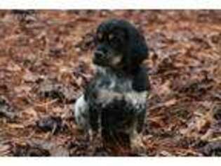 Medium Photo #1 Brittany Puppy For Sale in Donalds, SC, USA