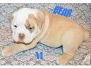 Bulldog Puppy for sale in AVENEL, NJ, USA