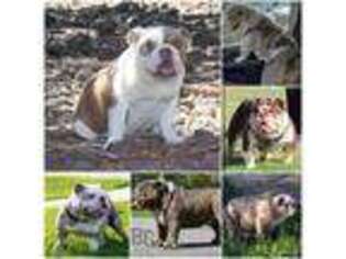 Bulldog Puppy for sale in Show Low, AZ, USA