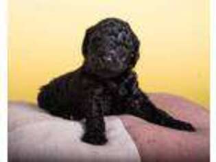 Mutt Puppy for sale in Enterprise, AL, USA