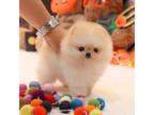 Pomeranian Puppy for sale in Highland, CA, USA