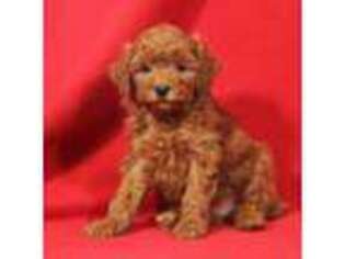 Mutt Puppy for sale in Ozone Park, NY, USA