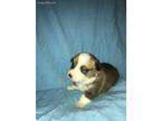 Pembroke Welsh Corgi Puppy for sale in Cave City, KY, USA