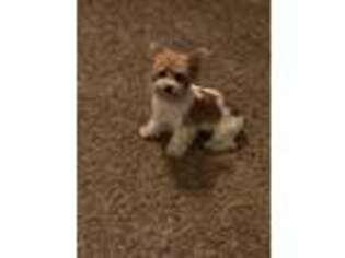 Yorkshire Terrier Puppy for sale in Tahlequah, OK, USA