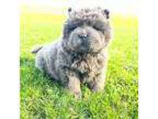 Chow Chow Puppy for sale in Salem, OH, USA