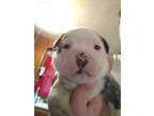 American Bulldog Puppy for sale in Culpeper, VA, USA