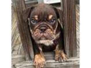 Bulldog Puppy for sale in Colorado Springs, CO, USA