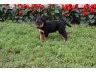Airedale Terrier Puppy for sale in Rock Rapids, IA, USA