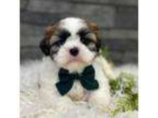 Mutt Puppy for sale in Topeka, IN, USA
