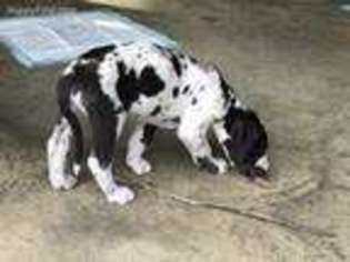 Great Dane Puppy for sale in Trafalgar, IN, USA