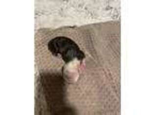 Olde English Bulldogge Puppy for sale in Flagstaff, AZ, USA