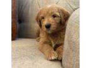 Goldendoodle Puppy for sale in Riverside, CA, USA