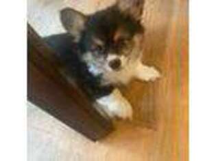Pembroke Welsh Corgi Puppy for sale in Amity, OR, USA