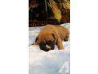 French Bulldog Puppy for sale in OLDSMAR, FL, USA