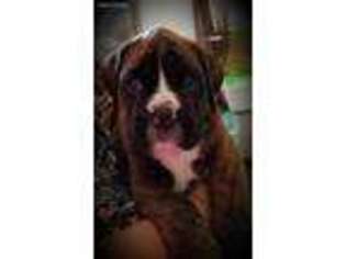Boxer Puppy for sale in Corydon, IN, USA