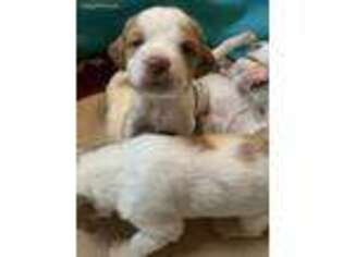 Brittany Puppy for sale in Centralia, IL, USA