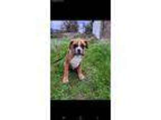 Boxer Puppy for sale in Woodburn, OR, USA