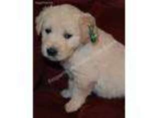 Golden Retriever Puppy for sale in Brigham City, UT, USA