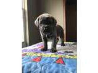 Cane Corso Puppy for sale in Jefferson City, MO, USA