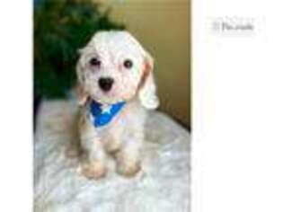 Cavapoo Puppy for sale in Fort Smith, AR, USA