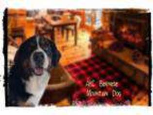 Bernese Mountain Dog Puppy for sale in Groveton, TX, USA