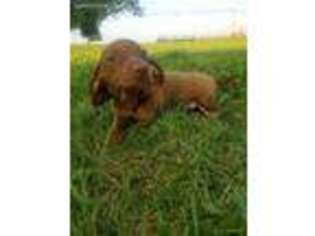Dachshund Puppy for sale in Ephrata, PA, USA