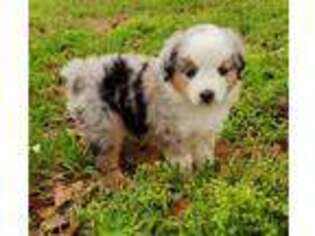 Miniature Australian Shepherd Puppy for sale in Damon, TX, USA