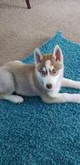 Siberian Husky Puppy for sale in Cheyenne, WY, USA