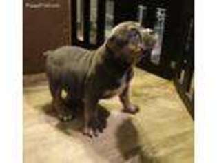 Olde English Bulldogge Puppy for sale in Clare, IL, USA