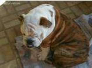 Bulldog Puppy for sale in Benson, AZ, USA