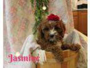 Cavapoo Puppy for sale in Boyd, WI, USA
