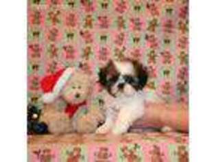 Mutt Puppy for sale in Newport, NE, USA