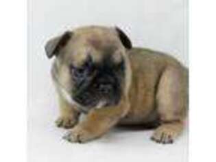 French Bulldog Puppy for sale in Battle Ground, WA, USA