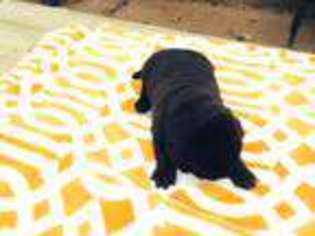 Labrador Retriever Puppy for sale in Bruceton, TN, USA
