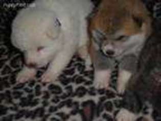 Akita Puppy for sale in Statesville, NC, USA