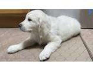 Golden Retriever Puppy for sale in Utica, NY, USA