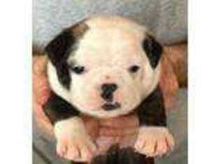 Miniature Bulldog Puppy for sale in Jordan, MN, USA