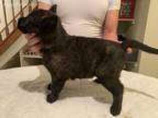 Dutch Shepherd Dog Puppy for sale in Erie, PA, USA