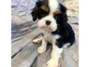 Cavalier King Charles Spaniel Puppy for sale in Stem, NC, USA