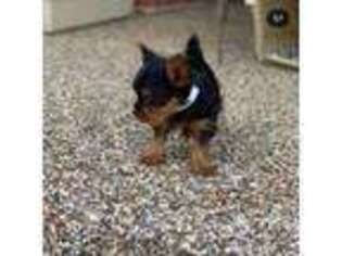 Yorkshire Terrier Puppy for sale in Hannibal, MO, USA