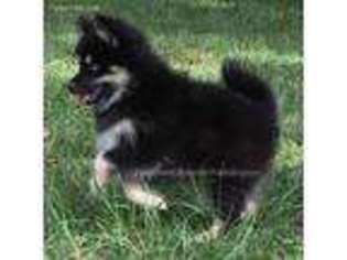 Siberian Husky Puppy for sale in Pensacola, FL, USA