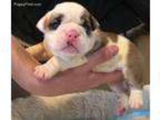 Bulldog Puppy for sale in Waterbury, CT, USA