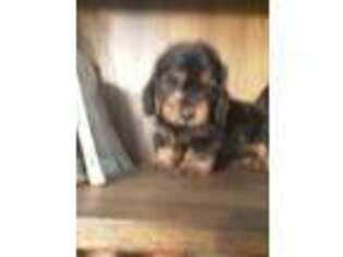 Dachshund Puppy for sale in Hillsboro, TX, USA