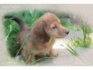 Dachshund Puppy for sale in Oakhurst, CA, USA