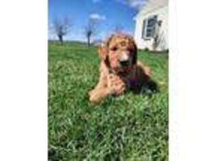Goldendoodle Puppy for sale in Gap, PA, USA