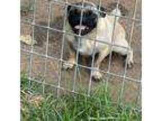 Pug Puppy for sale in Huntsville, MO, USA